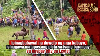 Ipinagbabawal na duwelo ng mga kabayo, isinagawa sa isang pista sa Leyte! | Kapuso Mo, Jessica Soho