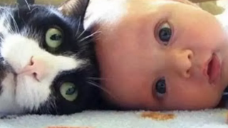Cats Dogs And Adorable Babies Videos Compilation 🔴 Gatos Perros y Bebés Vídeo Recopilación