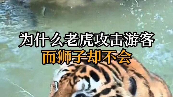 Why do lions readily cooperate with humans, while tigers don’t, even though they’re both felines?