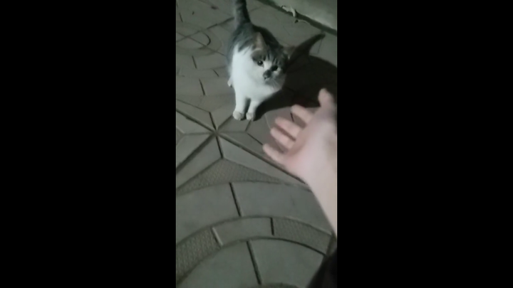 Mencoba berteman dengan kucing kecil yang dipelihara di rumah nenek...