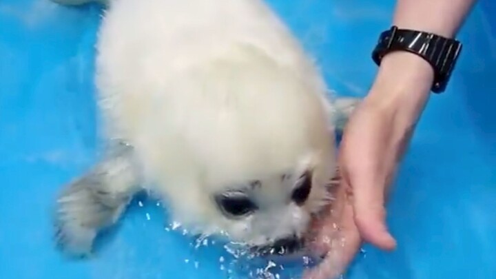 ลูกแมวน้ำลงน้ำแล้วสำลักจนพ่นฟอง ดูเหมือนสุนัขที่มีหางยาวเป็นปลาไปเลย