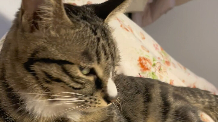 Kitten: Hey, Kitten, I can’t get on the bed.