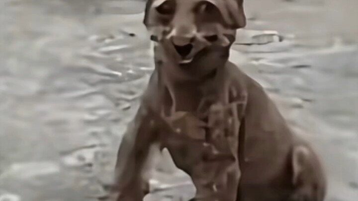 الدب الصغير الشرير يدعم قانون حماية الحيوانات