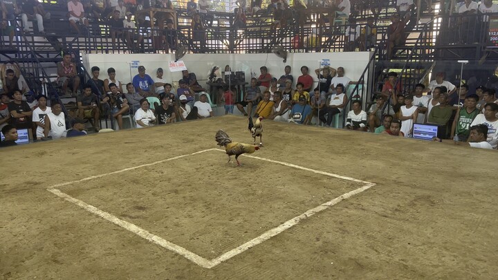 Matira Matibay | Second fyt | ELYU 7 stag Derby Elimination