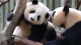 [Panda Hehua&Yuanrun] เมื่อเด็ก ๆ เย้าหยอกกัน