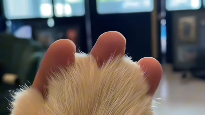 Sometimes I really just want to be a cute little dog!