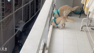 لم يعد من الممكن إخفاء أمر الجيران المجاورين بعد الآن...