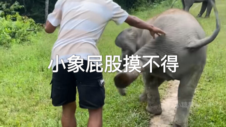 อย่าเผลอไปแตะก้นลูกช้างเด็ดขาด ไม่งั้นโดนเตะจนสงสัยชีวิตเลยนะ🤣