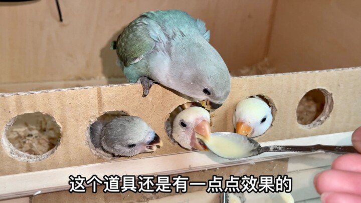 To prevent little birds from抢ing food, I came up with this method: let them come to the window to "h