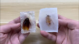 Process of making transparent resin specimen for the cockroaches