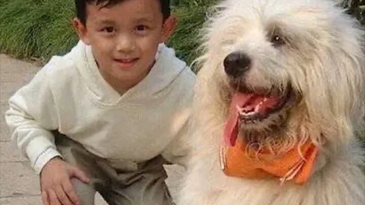 Anjing: Nama saya sebenarnya bukan Dulux