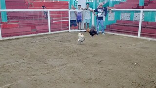 1 first fight win sinibalang 2x winner Patay din🐓