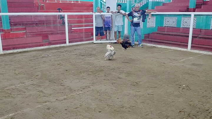 1 first fight win sinibalang 2x winner Patay din🐓
