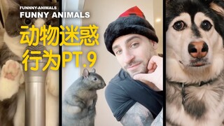 السلوكيات المُحيِّرة للحيوانات ج.9