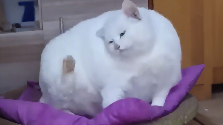 “Mèo con cái bao tử khổng lồ”