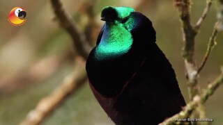 Astrapia Ribbon Tailed