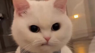 How to tell if a kitten is really asleep or just pretending