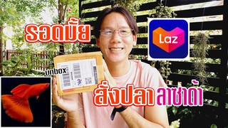 แกะกล่อง! แชร์ประสบการณ์ซื้อปลาจากลาซาด้า GUPPY UNBOX from LAZADA l คุณพ่อคราฟ