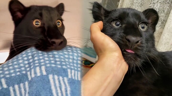 “Adakah macan tutul hitam yang langsung terlihat seperti anak perempuan?”