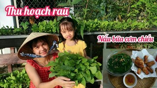 #123: Thu hoạch cải xanh nấu canh tôm khô ăn với khô cá lóc chiên - Bữa cơm đạm bạc ngon xuất sắc