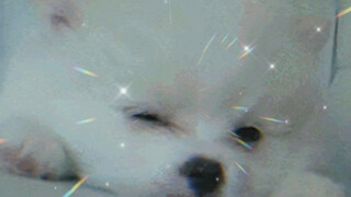 诈骗：你是大便吗 随便随便