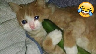 20 Minutes Of The Funniest Cat Videos On The Internet 😹 |Aww Pets