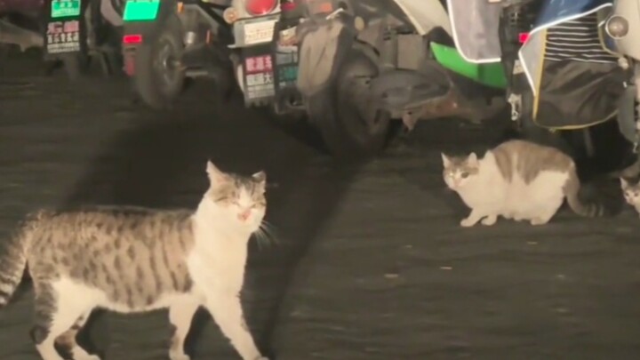 咪咪：人！此灯休伤咪家妻儿！