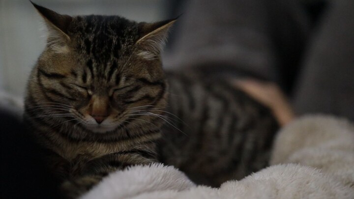 My human and I can’t be apart for a single moment!