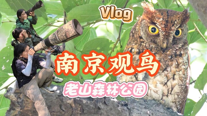 ที่หนานจิง ฤดูร้อนนี้สามารถพบเห็นนกชนิดใดได้บ้าง? วิดีโอบล็อกดูนกในหนานจิง