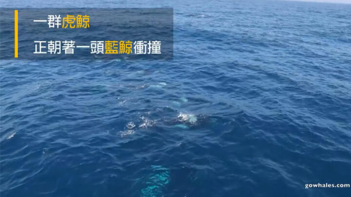 Đáng sợ! Đàn cá voi sát thủ ở California quấy rối cá voi xanh