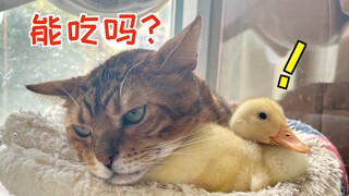 When you want to eat a duck, you can't hide your eyes.