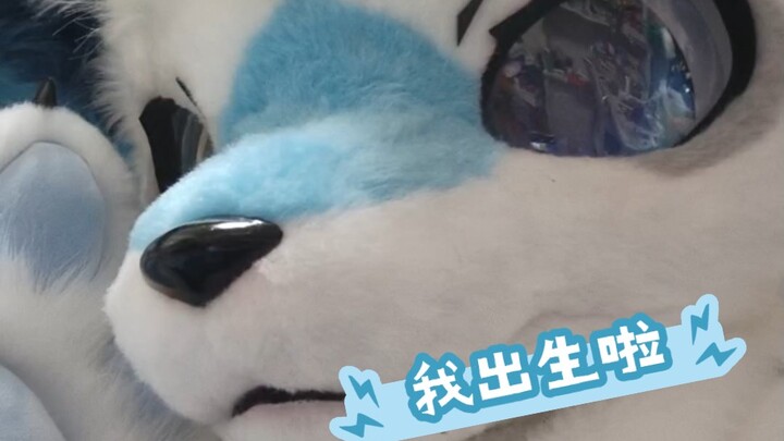 สวัสดีทุกคน~ ฉันชื่อชิงหลิง เป็นจิ้งจอกน้อยที่เพิ่งเกิดมาใหม่นะ~