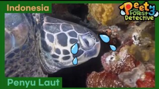 Mimpi Penyu Laut! - Peet The Forest Detective 3 (Bahasa Indonesia)