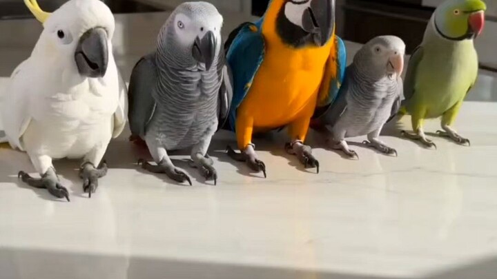 Funny birds