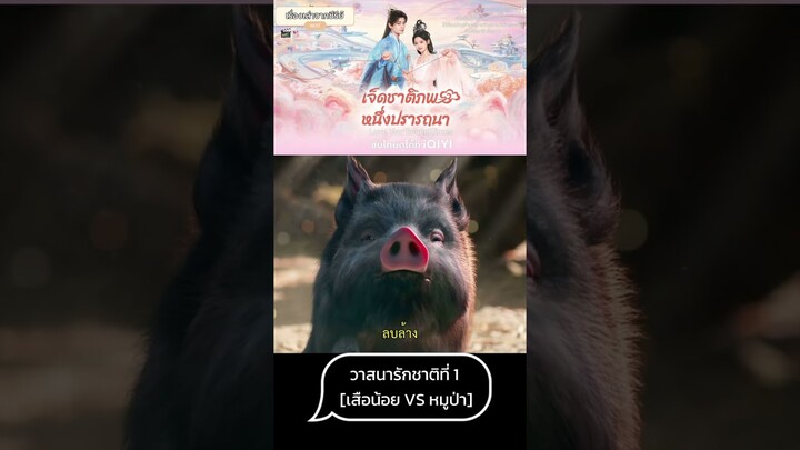 เสือน้อย VS หมูป่า ⚜️เจ็ดชาติภพหนึ่งปรารถนา⚜️