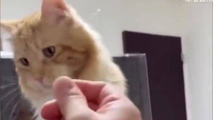 It turns out cats and dogs also like to watch magic