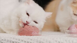Why is the cat so sad when eating a cow?