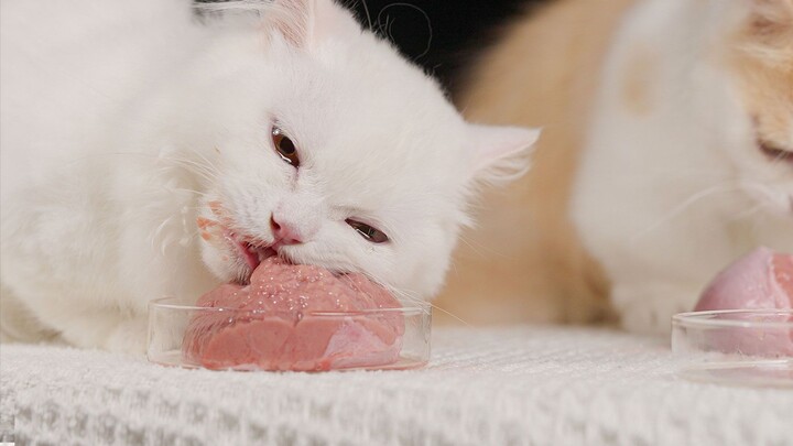 Why is the cat so sad when eating a cow?
