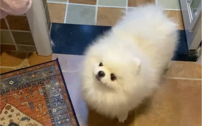 讨厌的爸爸洗他的猪了