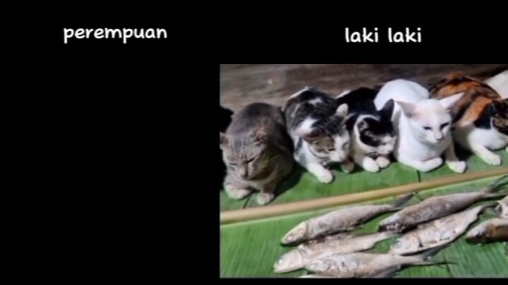 perbedaan cowok dan cewek