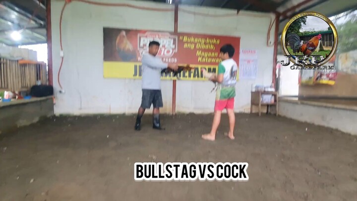 Bullstag vs Cock! Bullstag lahat hawak ng bata! AEJ GF line, MT Banahaw line, JM Fantastic line!