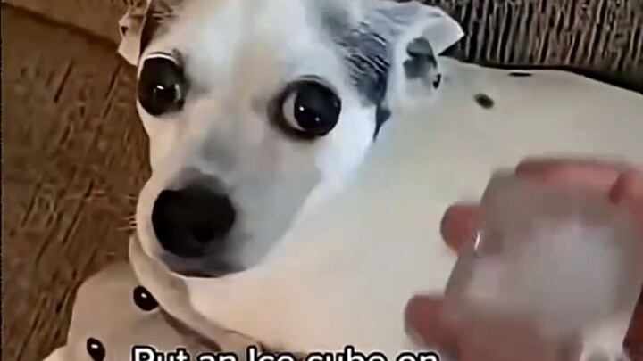 Apa yang terjadi jika Anda menaruh es pada anak anjing?