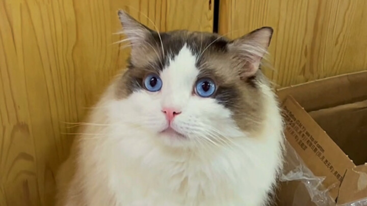 Someone’s gotta lose their mind—either the person or the cat.