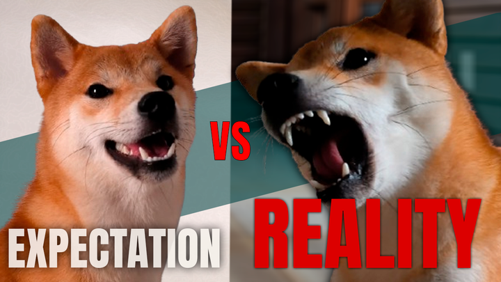 The Truth About Living With a Shiba Inu (No One Warned Me)