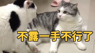 猫：不会打架，但要装作打过很多猫的样子…