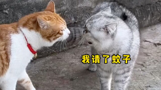 我请了蚊子今晚来亲你哟~