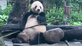 Panda funny Scene 😁