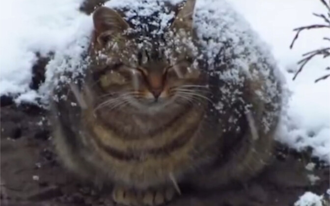 小猫救下雪地里的婴儿时，可能已经把婴儿当成了自己的...