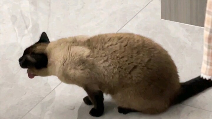 A Full Real-Life Record of a Cat Vomiting Hairballs!