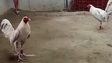 sinibalang ulit nka chamba pa